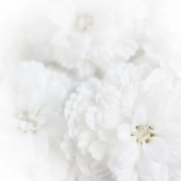 White flowers — Stock Photo, Image