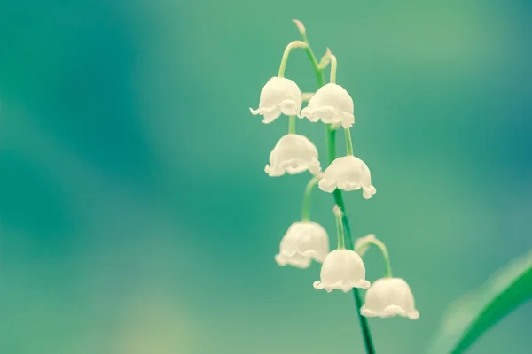 Lily of the valley fragrance — Stock Photo, Image