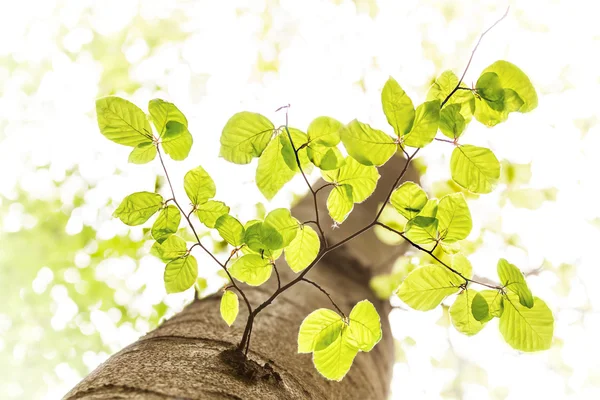 Beuken branch — Stockfoto