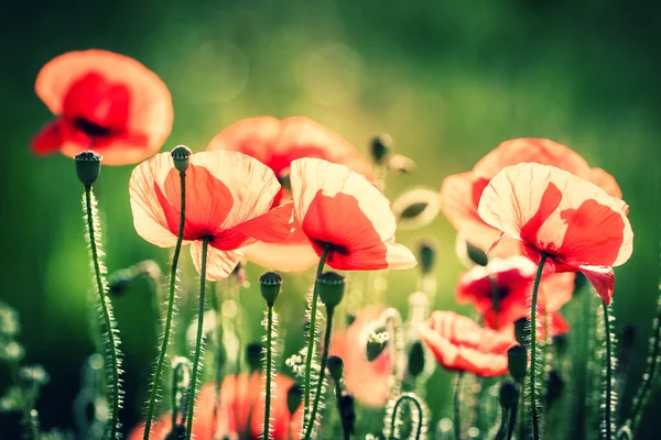 Rode papaver — Stockfoto