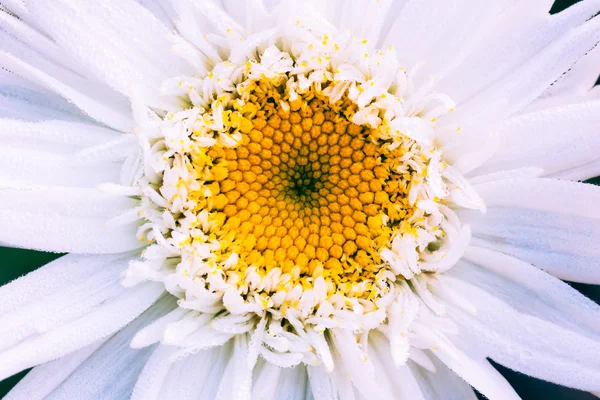 Aster. — Fotografia de Stock