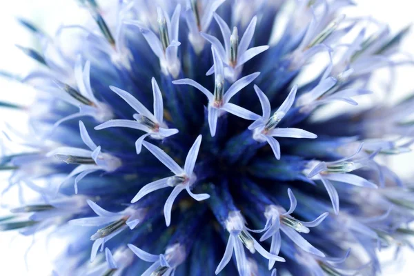 Echinops bannaticus — Foto Stock