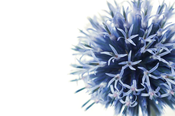 Echinops bannaticus — Stock fotografie