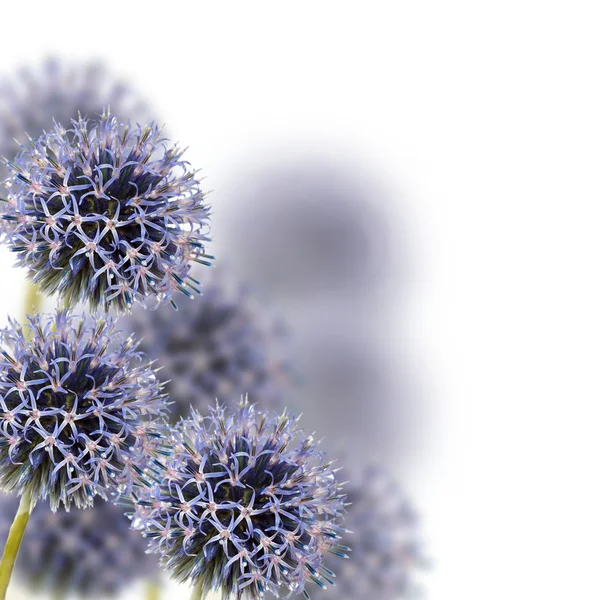 Echinops bannaticus — Stock Photo, Image