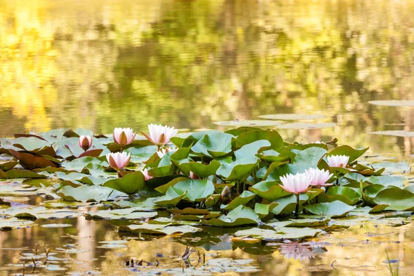 Water lily flowers — Stock Photo, Image