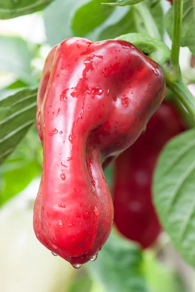 Red paprika — Stock Photo, Image