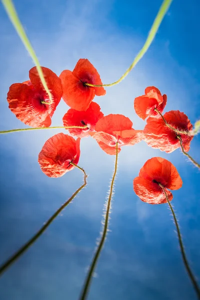 Rood en blauw — Stockfoto