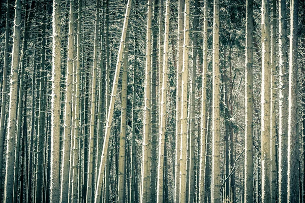 冬季树干 — 图库照片