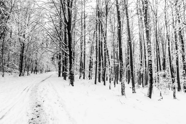 Winterlandschap — Stockfoto