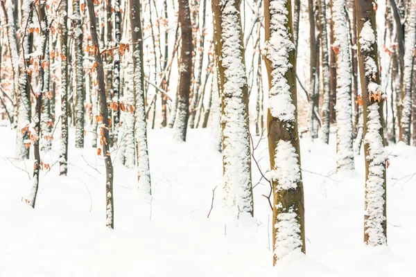 Winterlandschap — Stockfoto