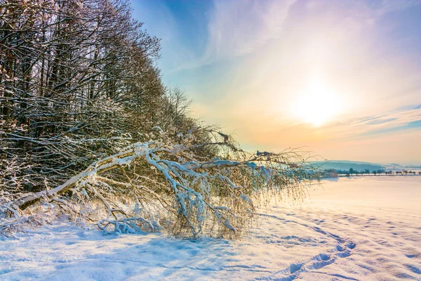 Colores invierno —  Fotos de Stock
