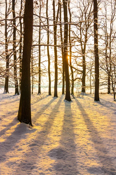 Bosque de invierno —  Fotos de Stock