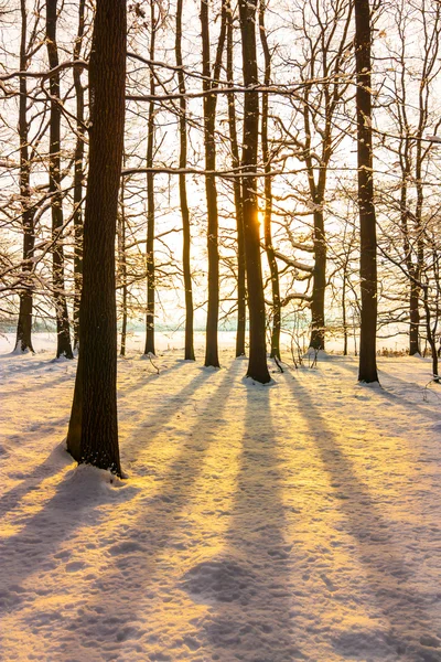 Floresta de Inverno Imagens Royalty-Free