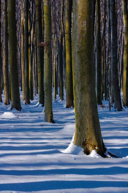 ağaçların gölgeleri