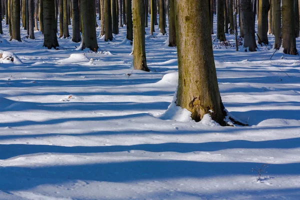 Schaduwen van de bomen — Stockfoto