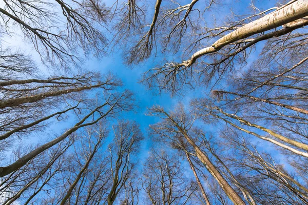 Bosque de haya — Foto de Stock