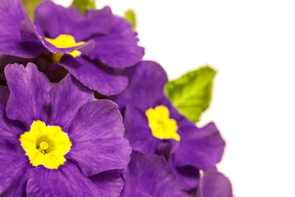 Primroses — Stock Photo, Image