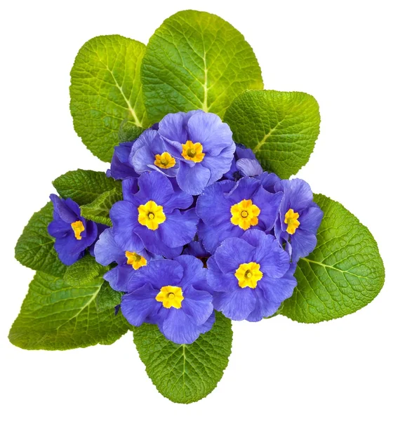 Primroses — Stock Photo, Image