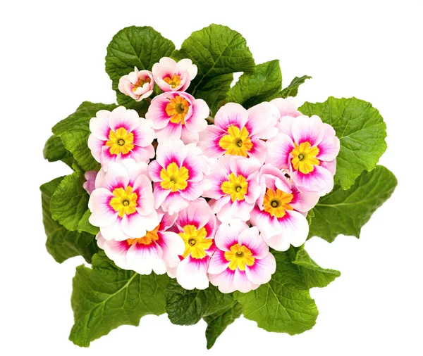 Primula – stockfoto