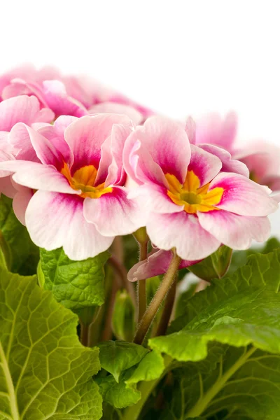 Primroses — Stock Photo, Image