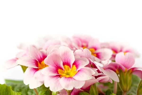 Primroses — Stock Photo, Image