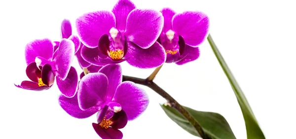 Phalaenopsis Stockbild