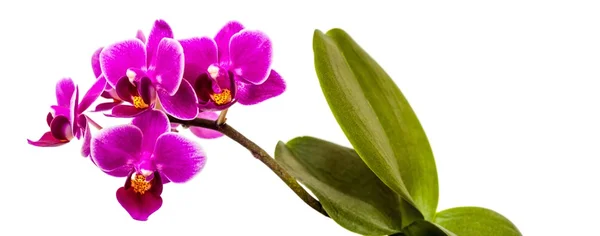 Phalaenopsis Imagens Royalty-Free