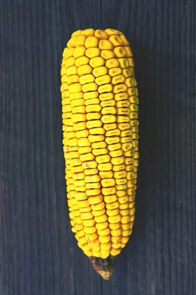 Corn — Stock Photo, Image