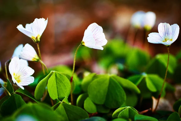 Oxalis acetosella 로열티 프리 스톡 이미지