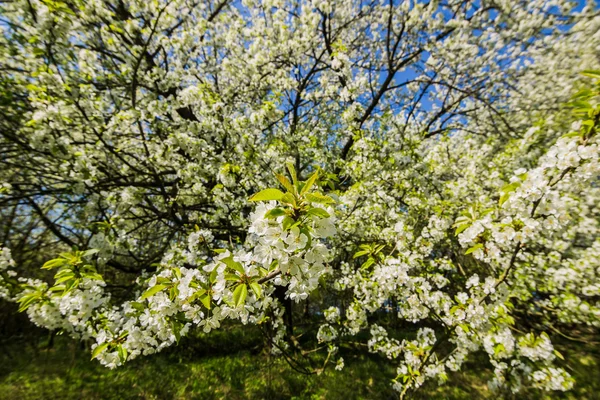 Floraison printanière — Photo