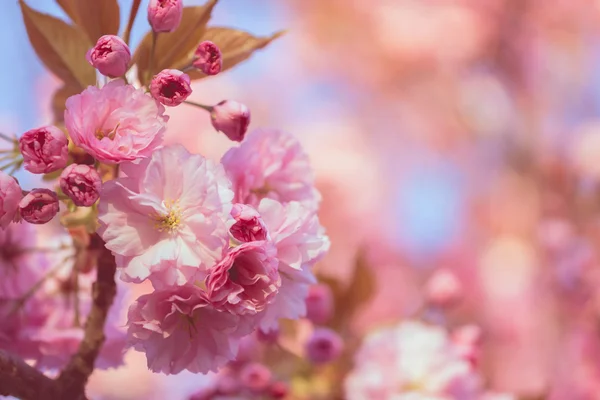 Arbre en fleurs — Photo