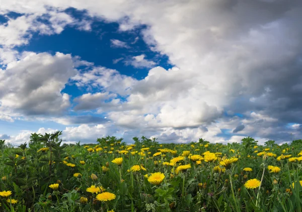 Våren äng — Stockfoto