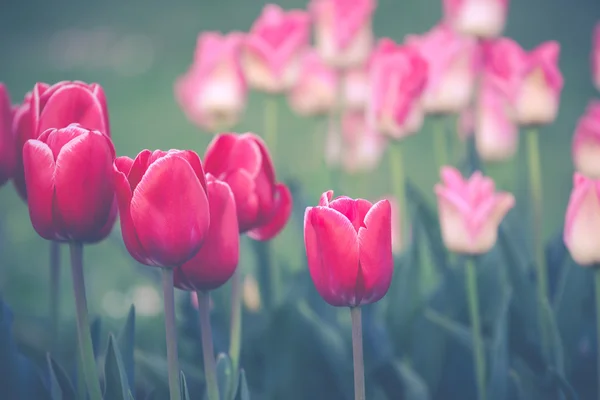 Schöne rote Tulpen — Stockfoto