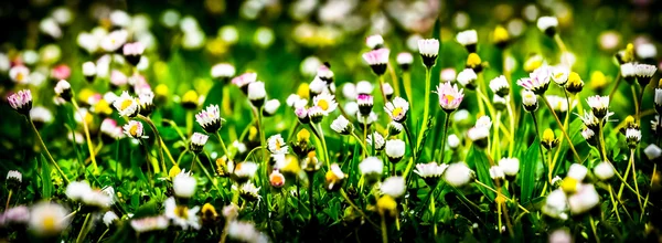 Flores de margarita blanca —  Fotos de Stock