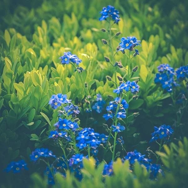 Vergissmeinnicht — Stockfoto