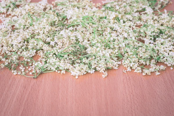 Flores secas de sabugueiro — Fotografia de Stock