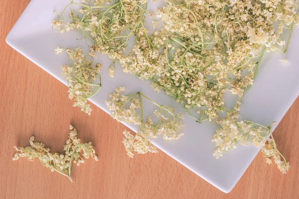 Dried flowers of elderberry — Stock Photo, Image