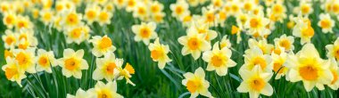 daffodils clipart