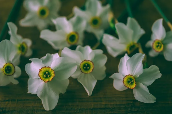 Narciso. — Foto de Stock