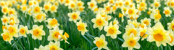 daffodils