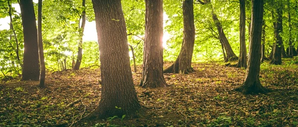 Morgon skog — Stockfoto