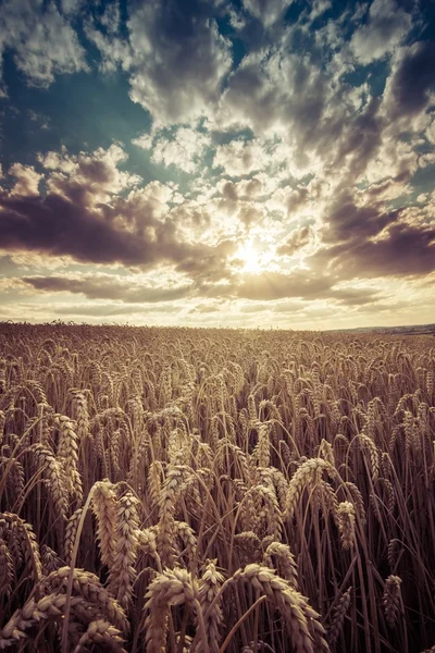 Trigo e nuvens — Fotografia de Stock