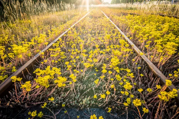 Blossoming railways — Stock Photo, Image