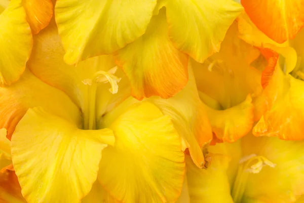 Orange blossom irises — Stock Photo, Image
