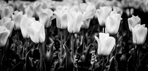 Tulips — Stock Photo, Image