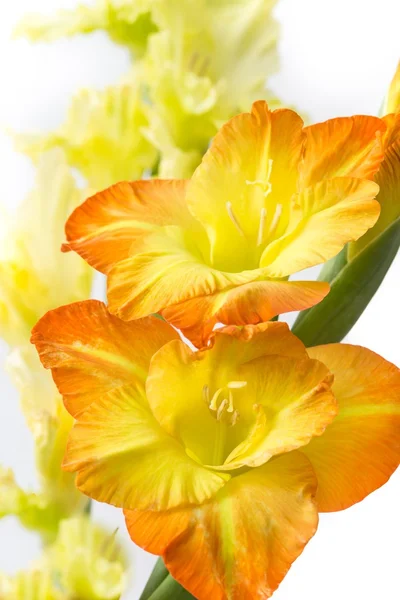 Orange blossom irises — Stock Photo, Image