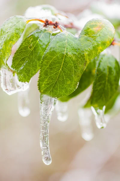 Fryst blad — Stockfoto