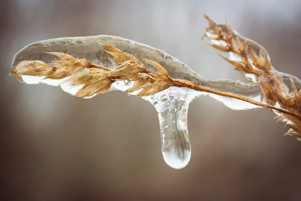 Eiszapfen auf trockenem Gras — Stockfoto