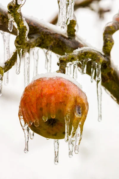 Gefrorener Apfel — Stockfoto