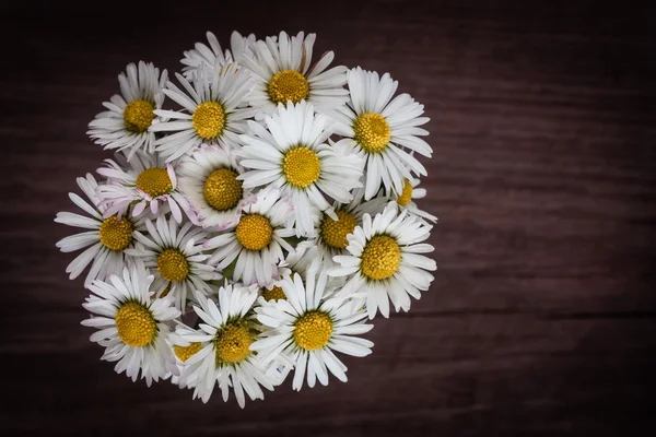 Madeliefjes — Stockfoto